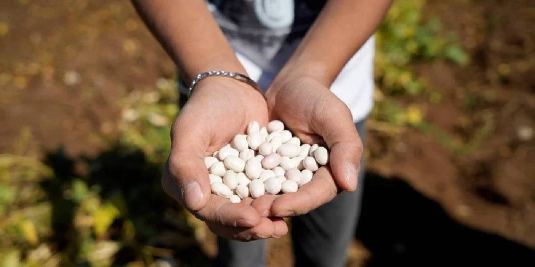 Adı şeker, lezzeti tescilli! Gümüşhane’den tüm Türkiye’ye: Kilosu 250 TL’den çokça satılıyor 6